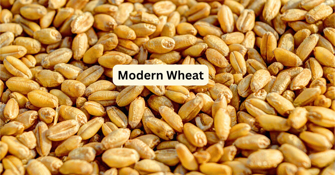 Moving Away from Modern Wheat to Ancient Einkorn Grain image